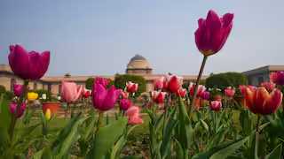 अमृत उद्यान 30 मार्च 2025 तक आम जनता के लिए खुला रहेगा